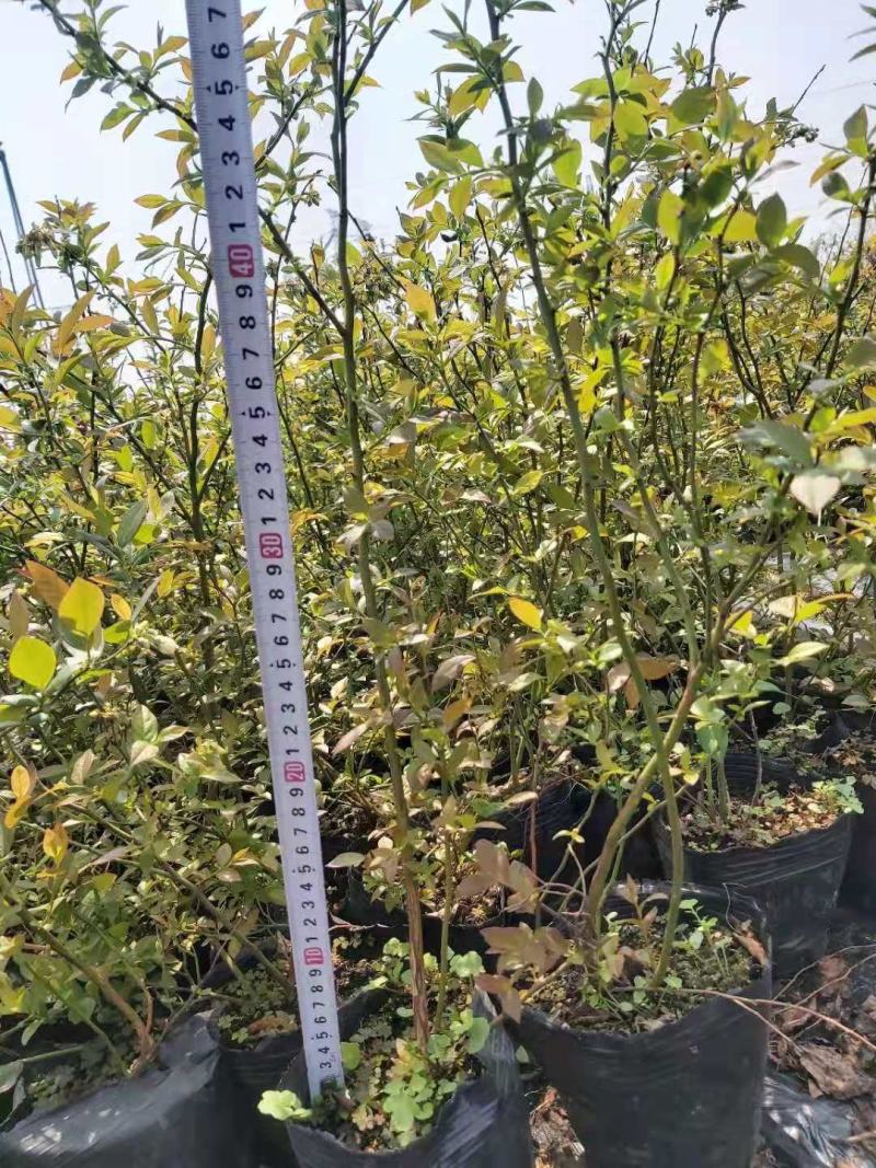 营养钵蓝莓苗批发薄雾蓝莓h5蓝莓自由蓝莓苗品种