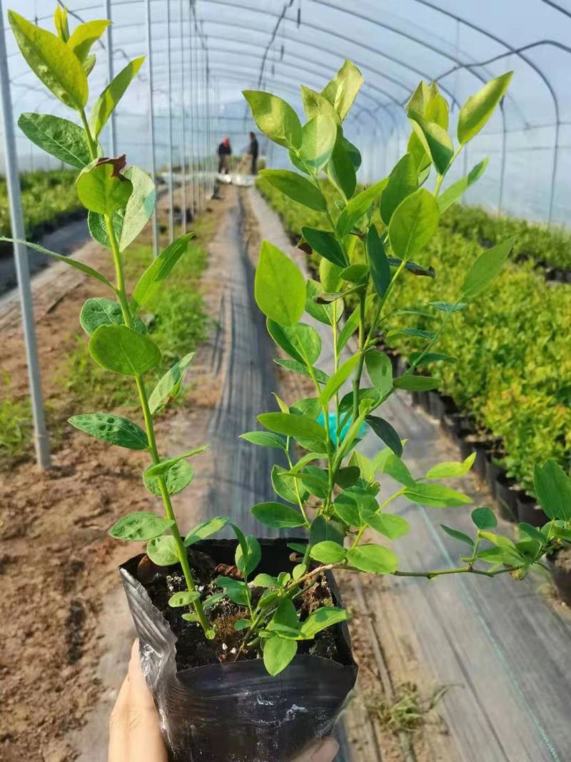 营养钵蓝莓苗批发薄雾蓝莓h5蓝莓自由蓝莓苗品种