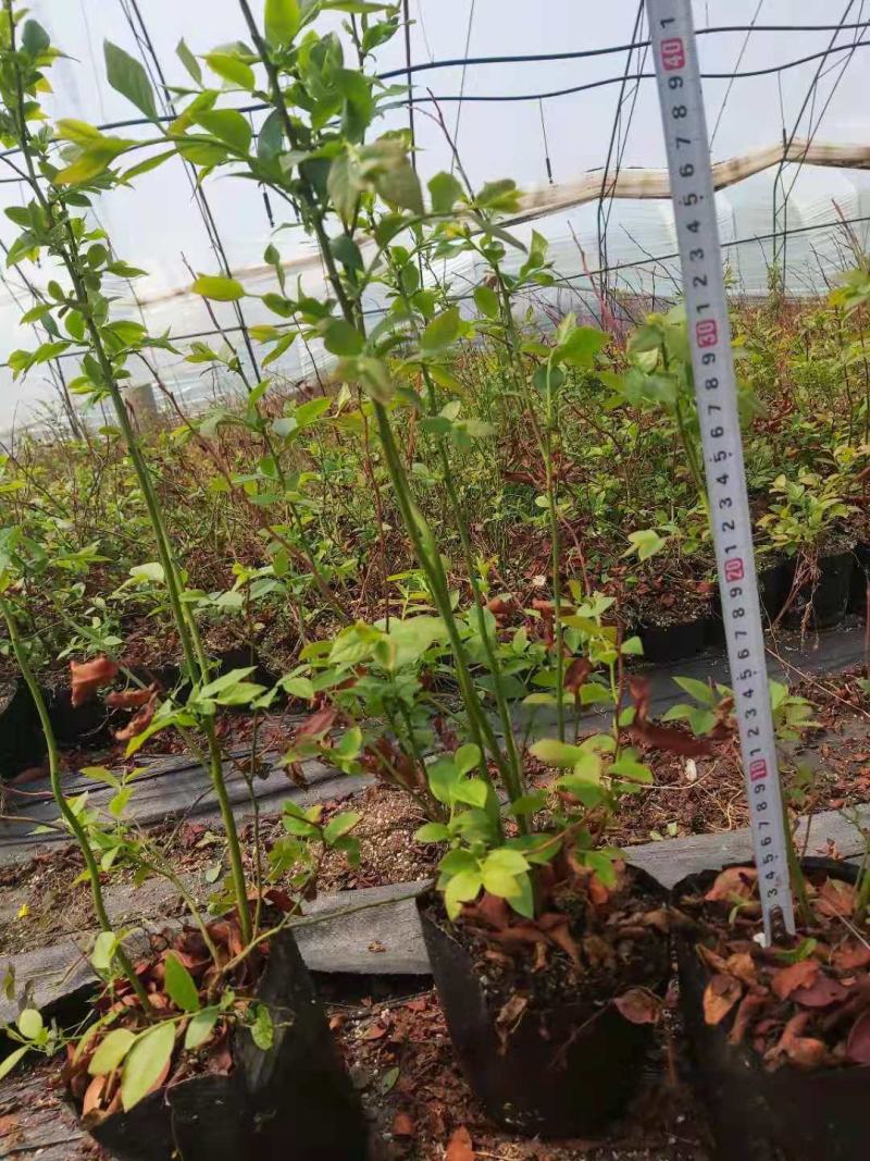 营养钵蓝莓苗批发薄雾蓝莓h5蓝莓自由蓝莓苗品种