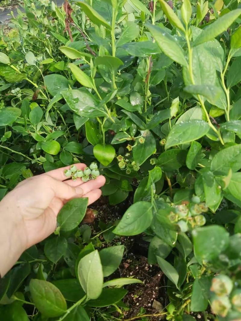 营养钵蓝莓苗批发薄雾蓝莓h5蓝莓自由蓝莓苗品种