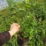 营养钵蓝莓苗批发薄雾蓝莓h5蓝莓自由蓝莓苗品种