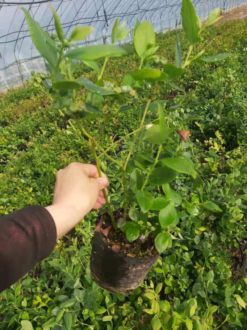 营养钵蓝莓苗批发薄雾蓝莓h5蓝莓自由蓝莓苗品种