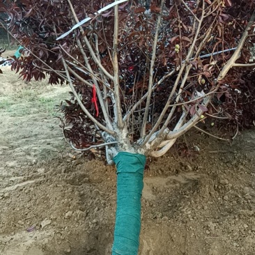 红叶碧桃基地，苗圃精品货源，6—18公分量大，地头装车