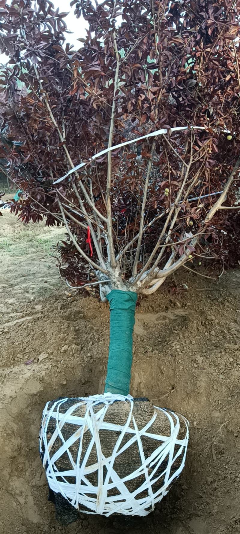 红叶碧桃基地，苗圃精品货源，6—18公分量大，地头装车