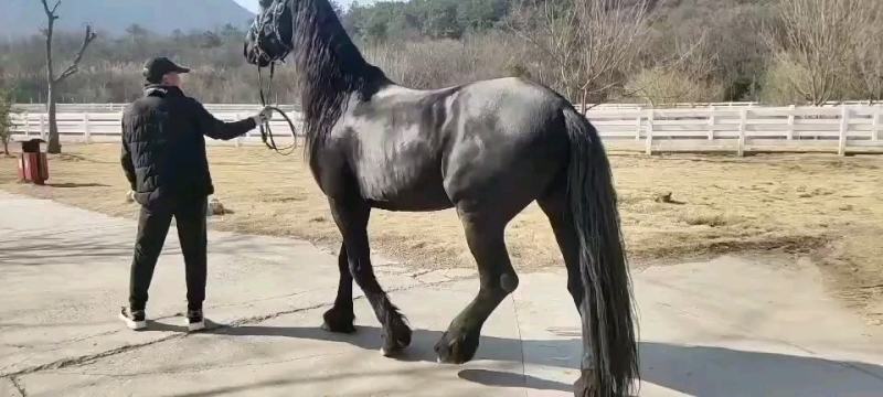 马骑乘马马活体汗血马温血马