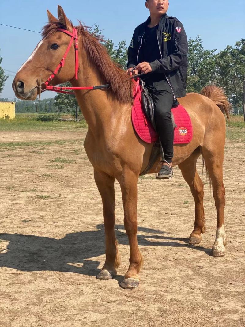 马骑乘马马活体汗血马温血马