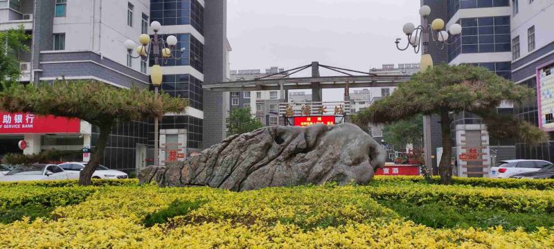 公司门面、高档小区用造型松