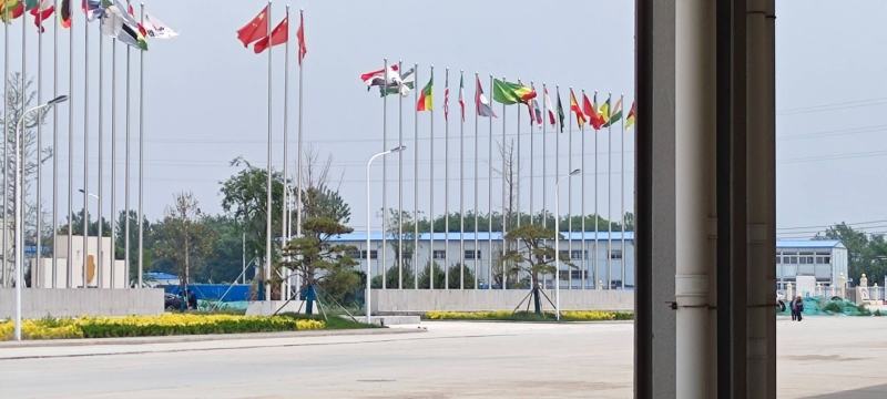 公司门面、高档小区用造型松