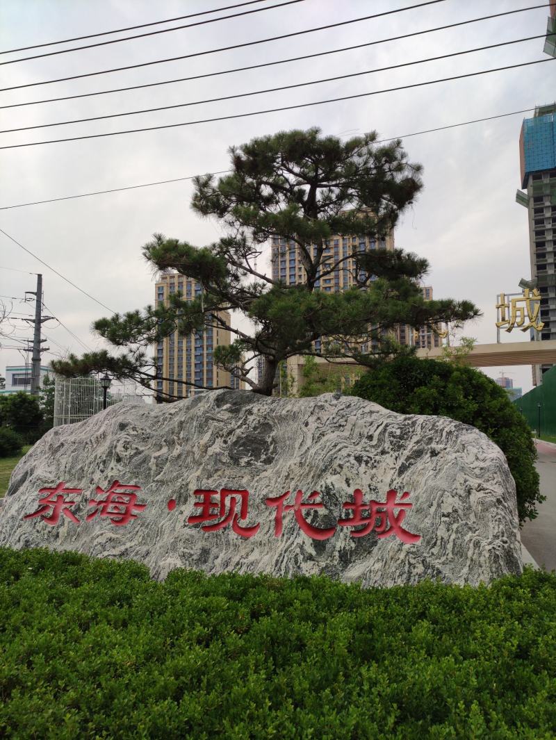 公司门面、高档小区用造型松