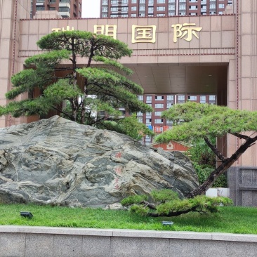公司门面、高档小区用造型松