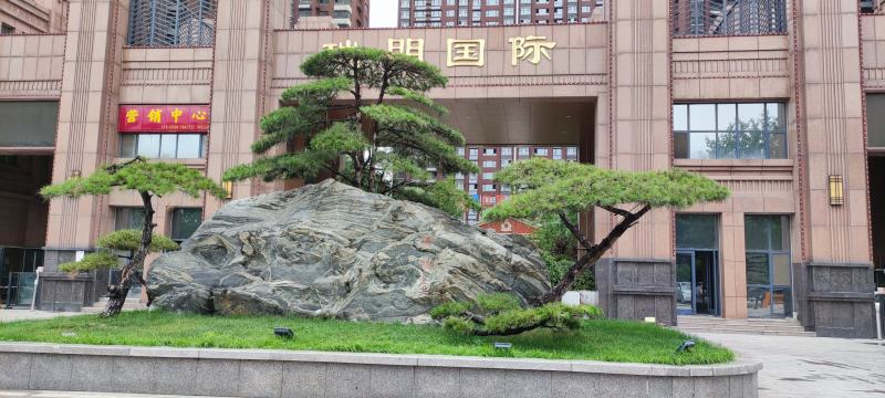 公司门面、高档小区用造型松