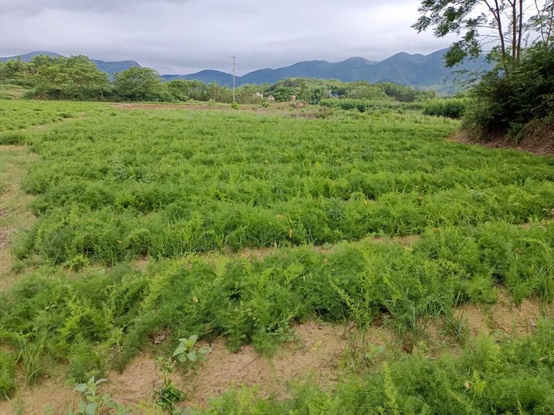天冬苗大量上市天冬中药材种苗可实地考察全国发货