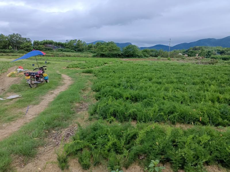 天冬苗大量上市天冬中药材种苗可实地考察全国发货