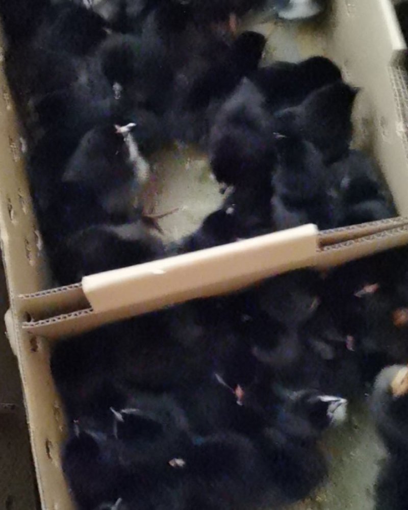 优选绿壳蛋鸡苗麻羽黑羽高产绿壳蛋鸡苗直供优质品种包打疫苗