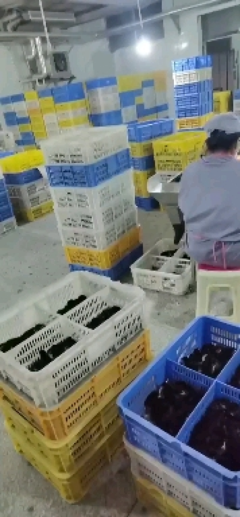 优选绿壳蛋鸡苗麻羽黑羽高产绿壳蛋鸡苗直供优质品种包打疫苗