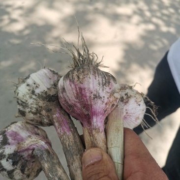 河南精品大蒜