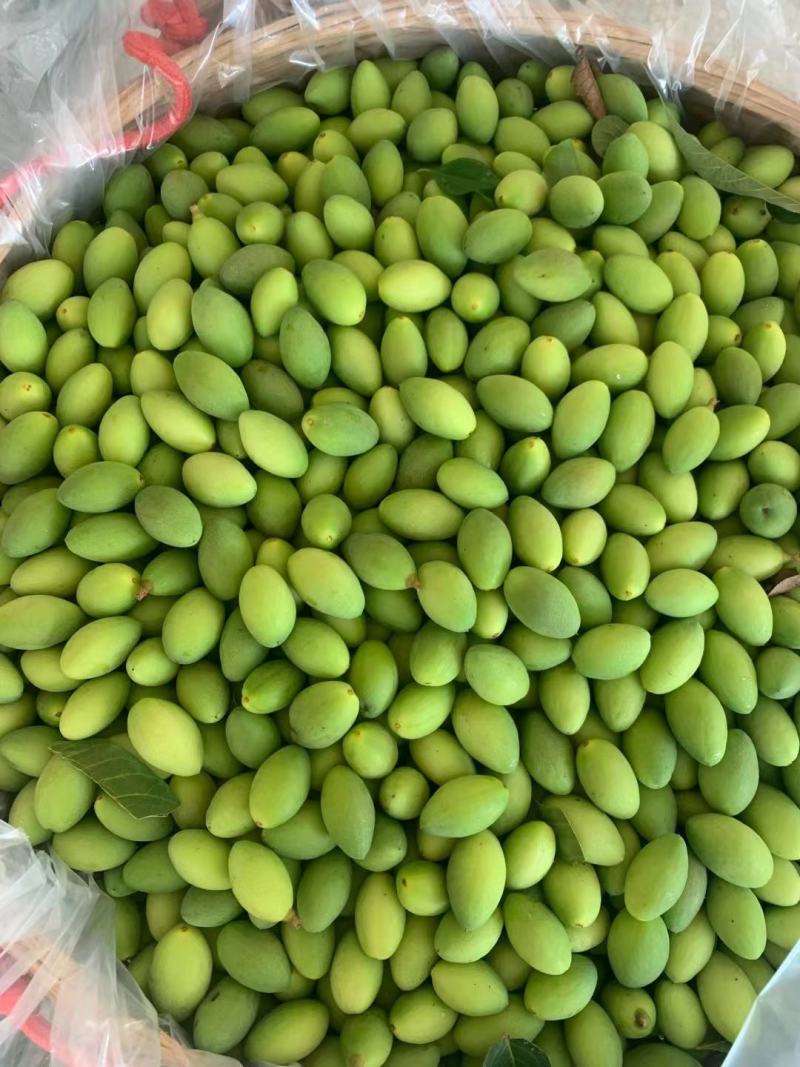 大量供应生鲜榄，需要联系……