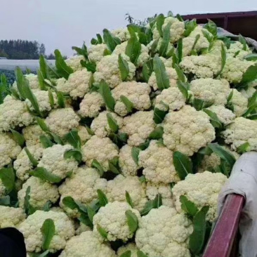 珍玉松花65高产半松花型优质松花新品种