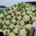 珍玉松花65高产半松花型优质松花新品种