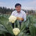 珍玉松花65高产半松花型优质松花新品种