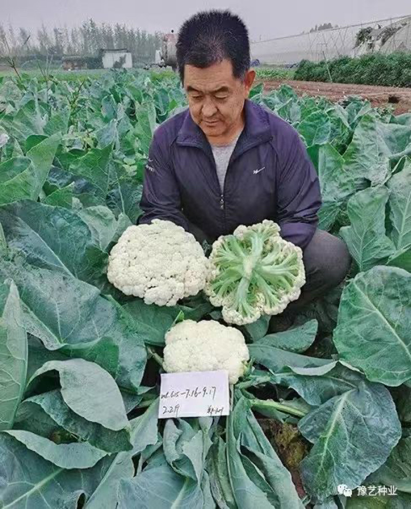 珍玉松花65高产半松花型优质松花新品种