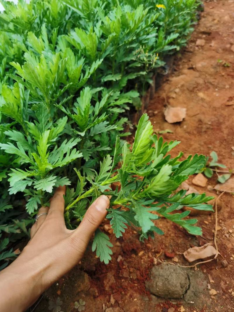 小袋木春菊大量现货在售