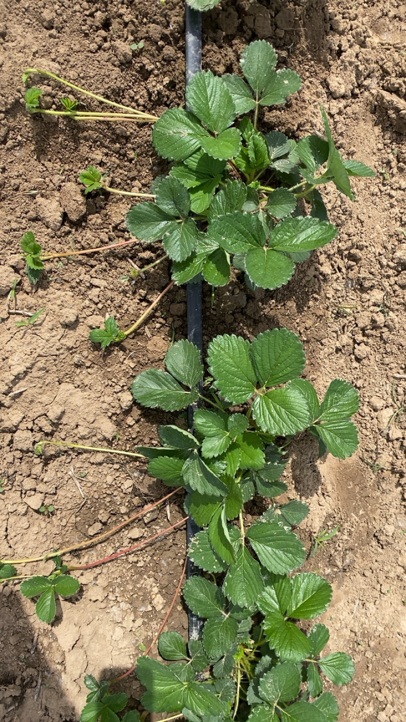 天仙醉草莓苗基地直发一手货源免费技术指导预售