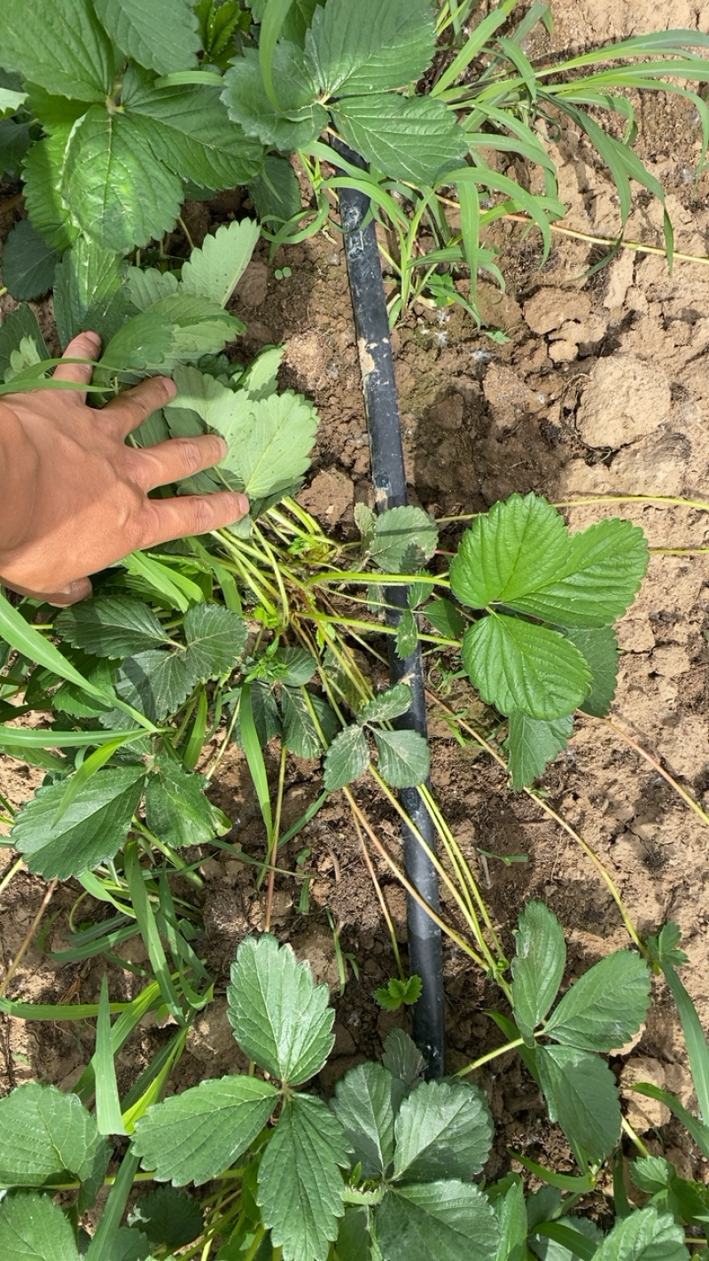 天仙醉草莓苗基地直发一手货源免费技术指导预售