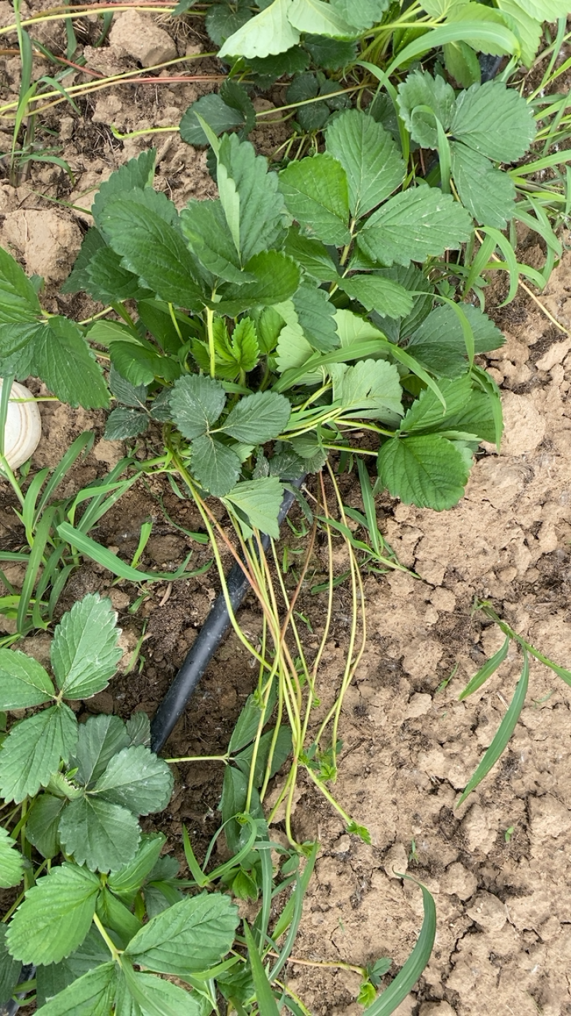 天仙醉草莓苗基地直发一手货源免费技术指导预售