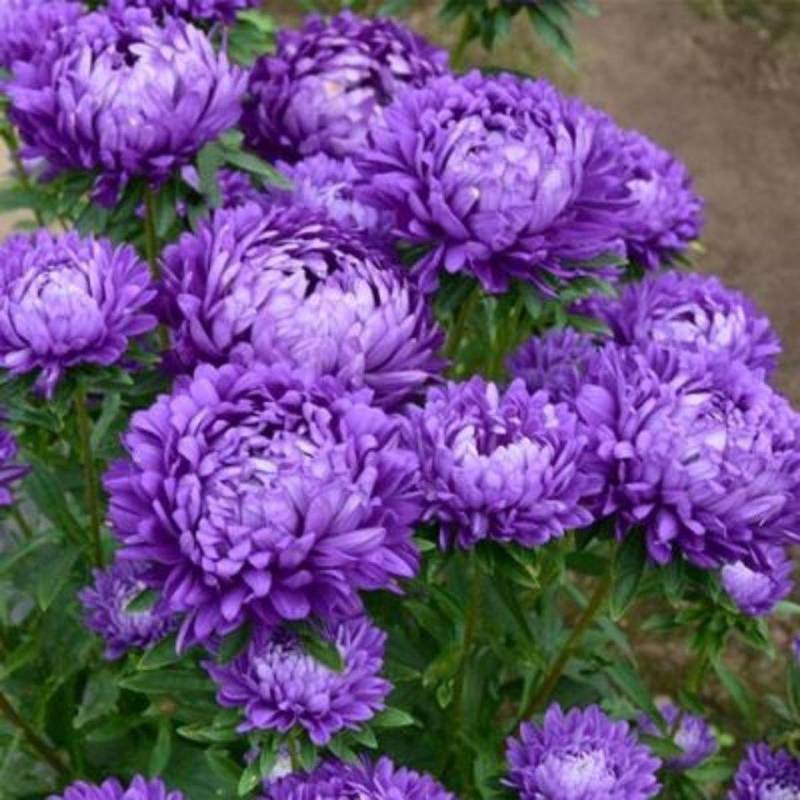 四季开花菊花翠菊花种子易活阳台盆栽庭院花海大花耐寒多年生