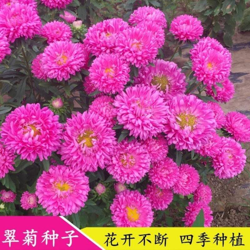 四季开花菊花翠菊花种子易活阳台盆栽庭院花海大花耐寒多年生