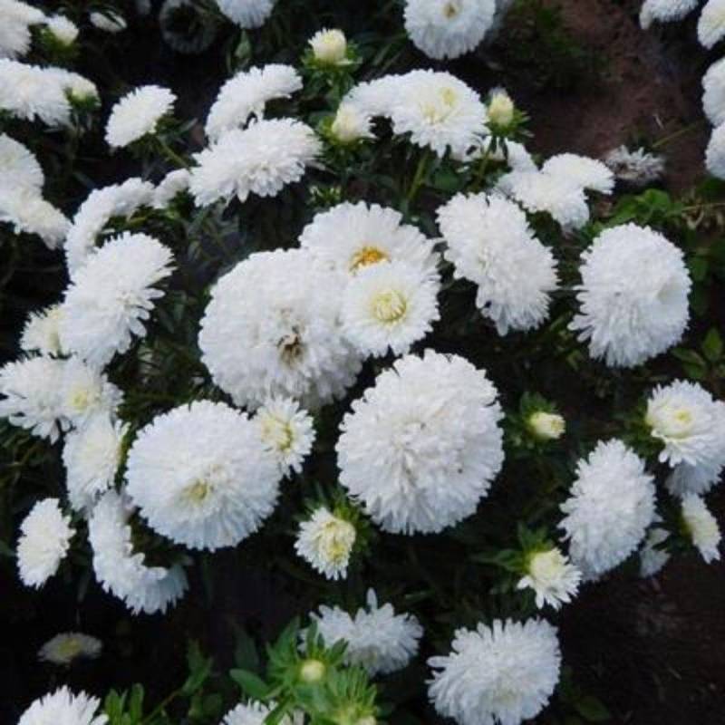 四季开花菊花翠菊花种子易活阳台盆栽庭院花海大花耐寒多年生