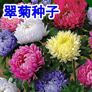 四季开花菊花翠菊花种子易活阳台盆栽庭院花海大花耐寒多年生