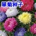 四季开花菊花翠菊花种子易活阳台盆栽庭院花海大花耐寒多年生