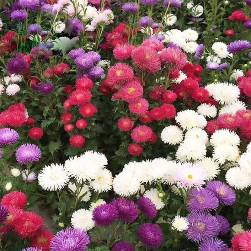 四季开花菊花翠菊花种子易活阳台盆栽庭院花海大花耐寒多年生