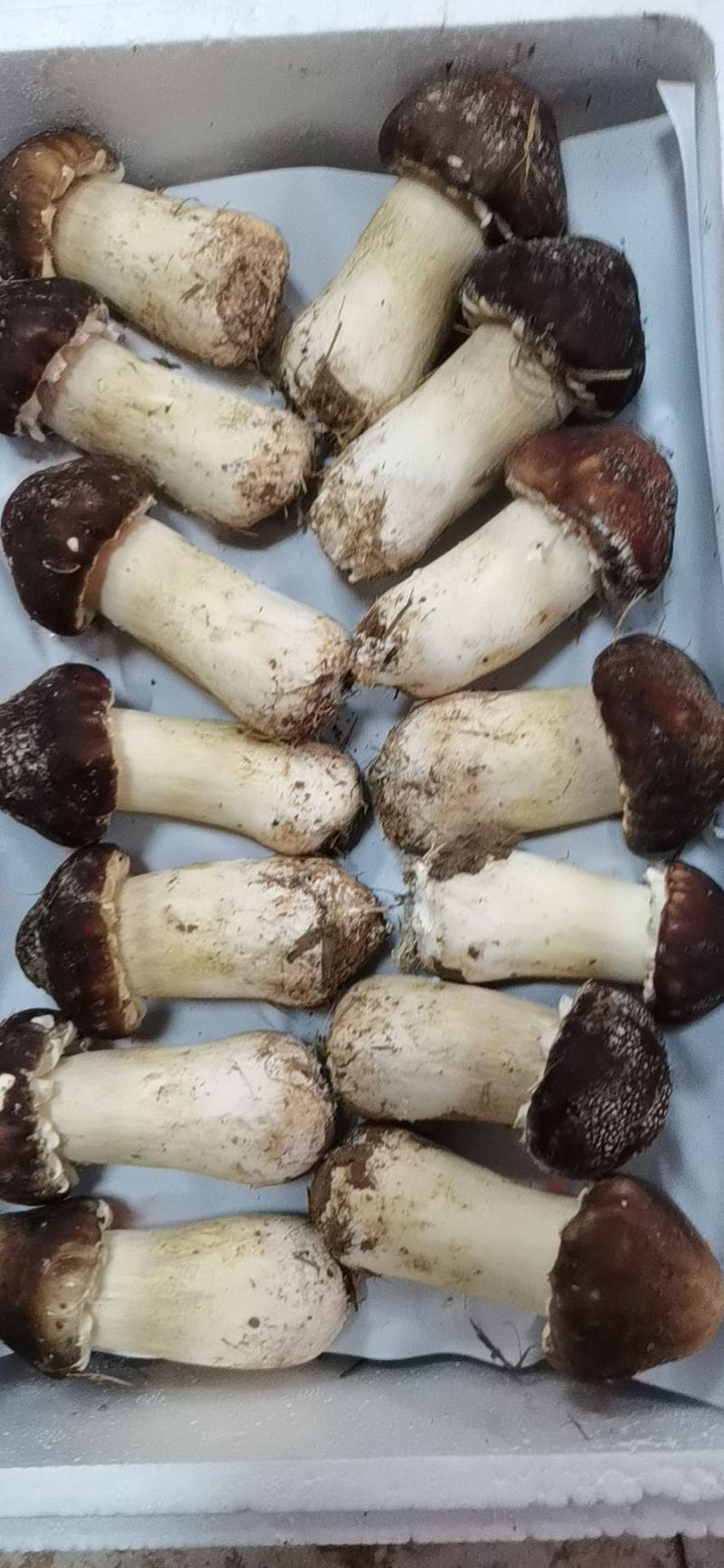 大球盖菇