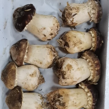 大球盖菇