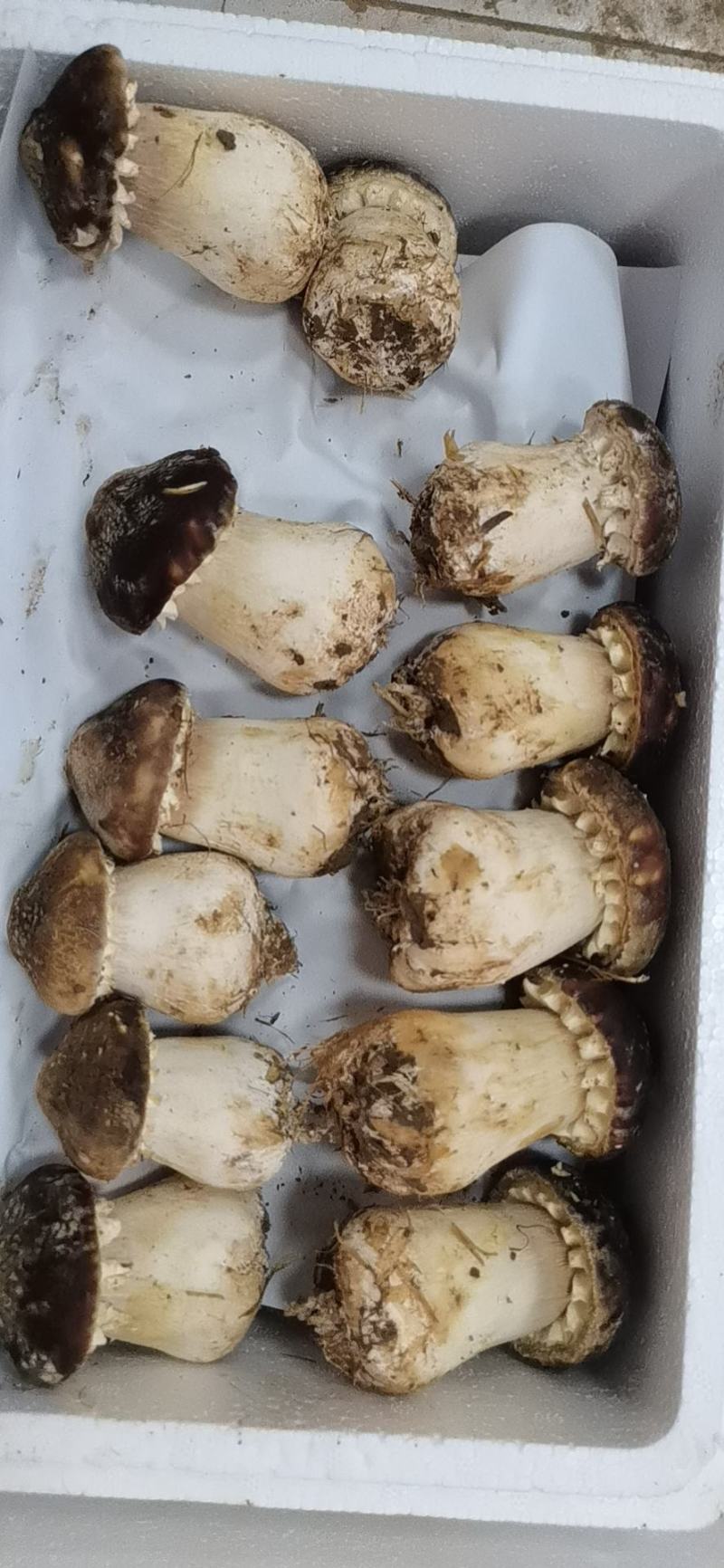 大球盖菇