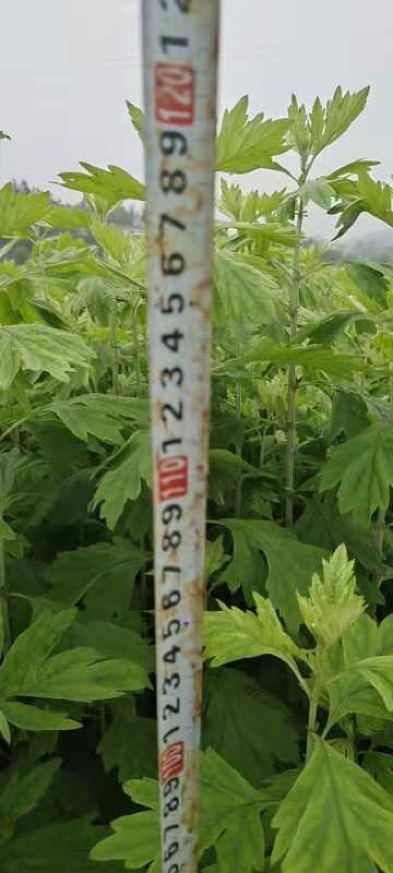 端午节艾草上市接受预订