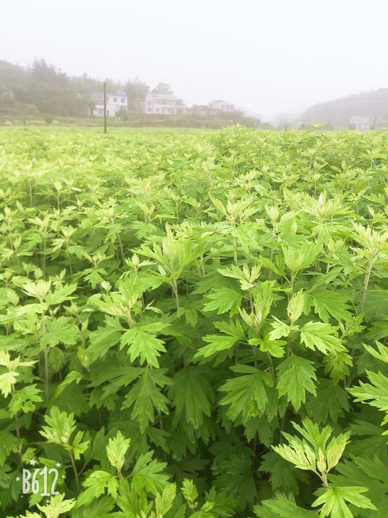 端午节艾草上市接受预订
