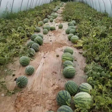 美都西瓜保质保量供货对接全国采购商欢迎选购