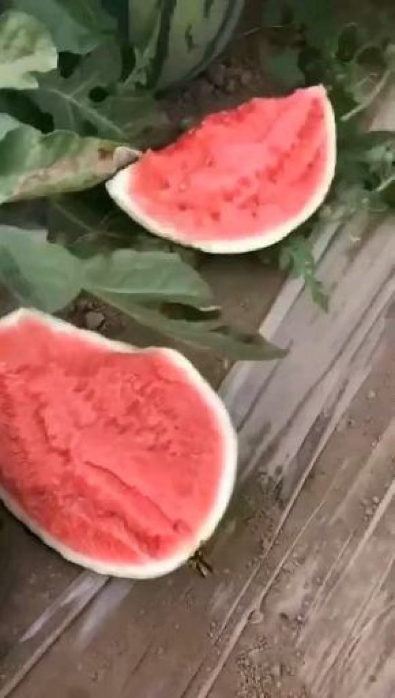 美都西瓜保质保量供货对接全国采购商欢迎选购