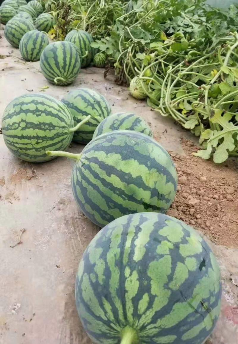 美都西瓜保质保量供货对接全国采购商欢迎选购