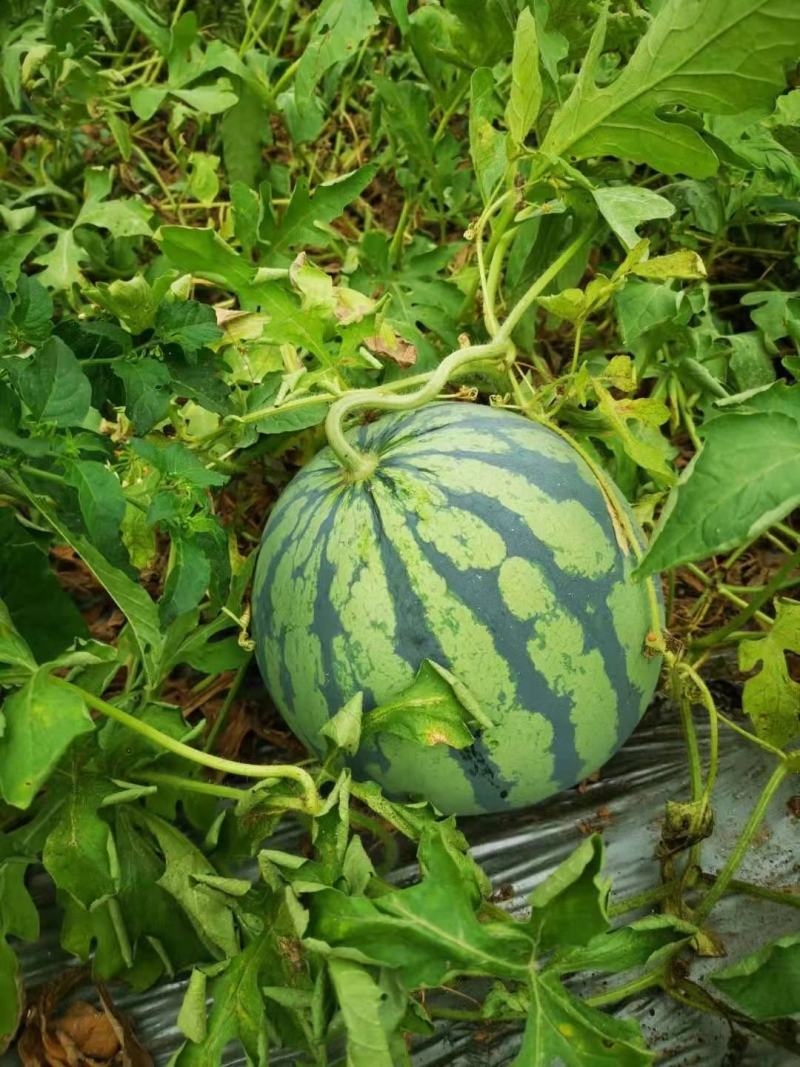 美都西瓜保质保量供货对接全国采购商欢迎选购