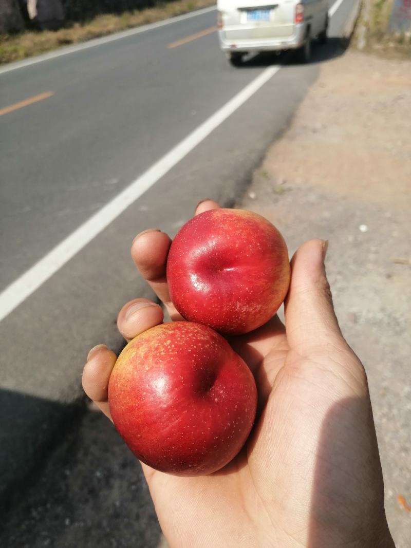 露天早桃，油桃，毛桃