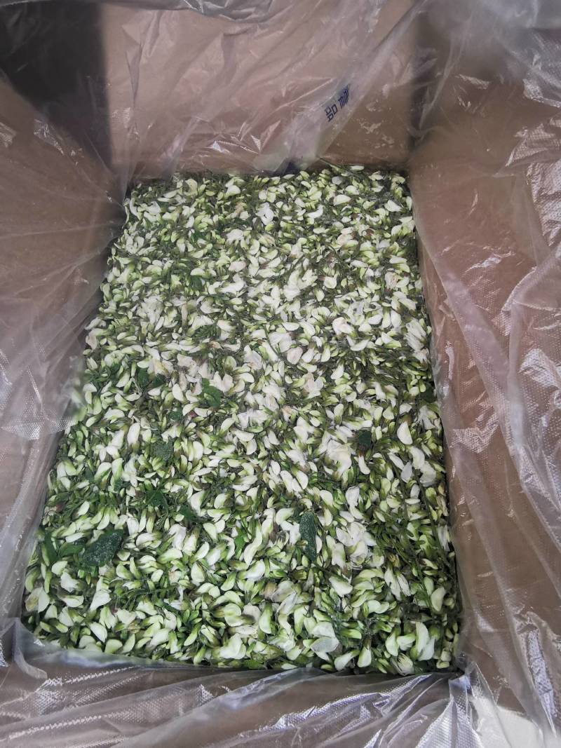速冻鲜槐花新乡槐花鲜槐花天然食品野生采摘