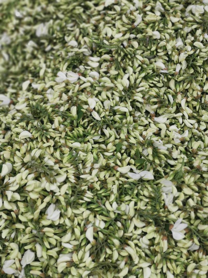 速冻鲜槐花新乡槐花鲜槐花天然食品野生采摘