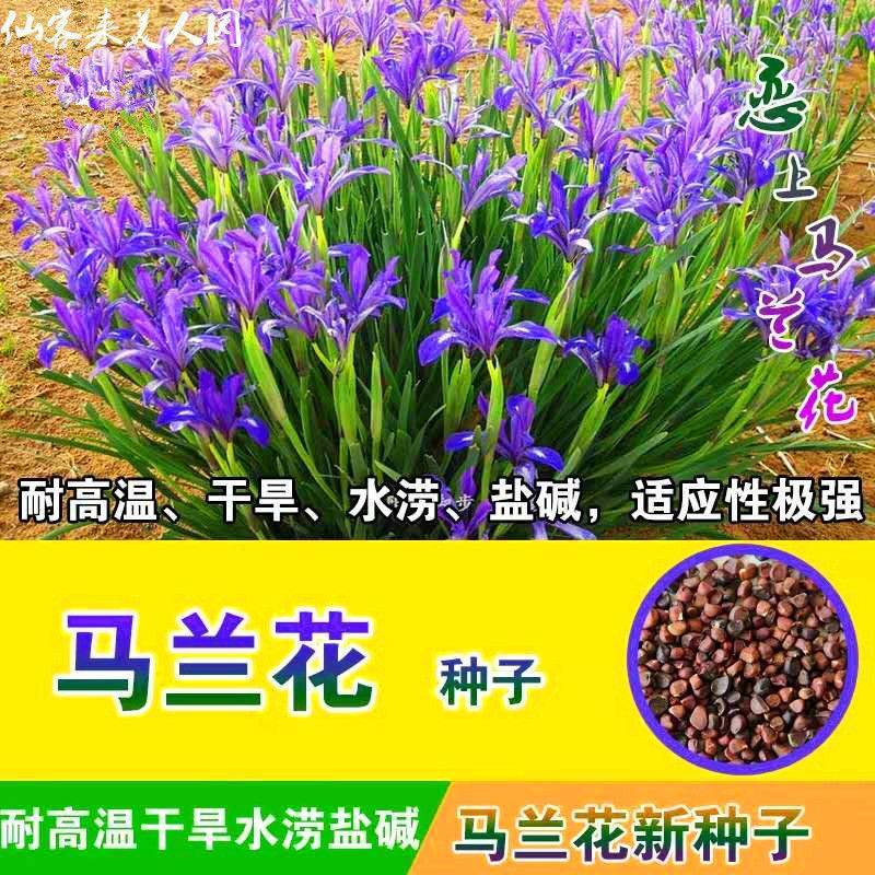 马兰花种子