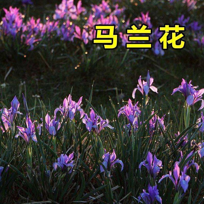 马兰花种子