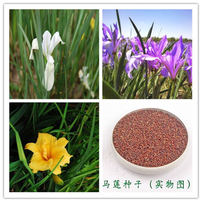 马兰花种子